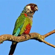 Grey-Breasted Parakeet