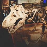 Royal Tyrrell Museum of Paleontology
