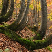 Ancient and Primeval Beech Forests of the Carpathians and Other Regions of Europe