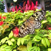 Key West Butterfly and Nature Conservatory