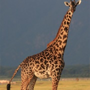 5 Countries in Africa With Giraffes