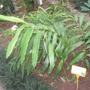 Amomum Villosum