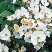 Multiflora Rose (Rosa Multiflora)