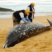 Andrew's Beaked Whale