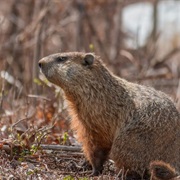 Ground Hog