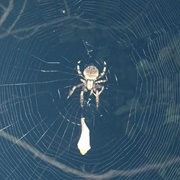 Orbweaver Spiders