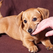 You Let It Bite People