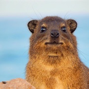 Dassie
