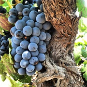 Mourvèdre