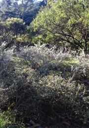 Arboretum Cycle (2018)