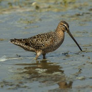 Long-Billed Dowitcher