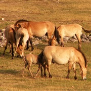 Khustain Nuruu National Park