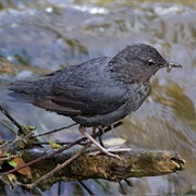 Dipper