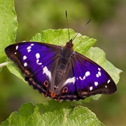 Purple Emperor