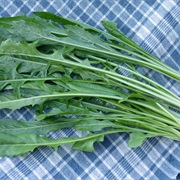 Chicory