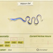 Ribbon Eel