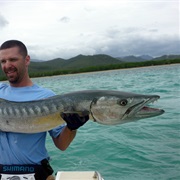 Catch a Barracuda