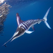 Striped Marlin (Aka: Striper, Pacific Marlin, Spikefish, Spearfish)