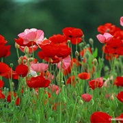 Poppies
