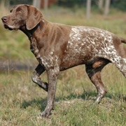 German Shorthair Pointer