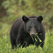 Encounter a Bear in the Wild