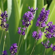 True Lavender (Lavandula Angustifolia)