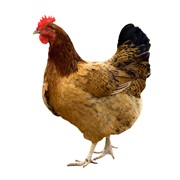 The Average Chicken Lays About 260 Eggs Per Year.