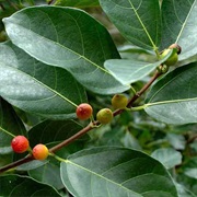 Sandpaper Fig (Ficus Coronata)