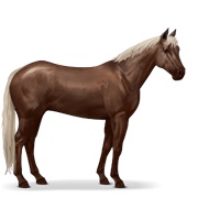 Argentinean Criollo - Flaxen Liver Chestnut