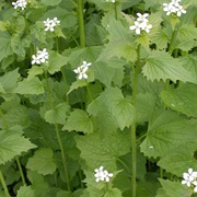 Garlic Mustard
