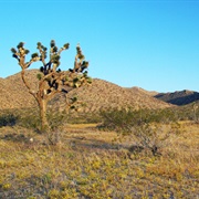 Saddleback Butte State Park