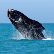 Southern Right Whale