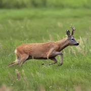 Fend off a Charging Reindeer