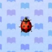 Ladybug