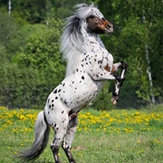 Appaloosa Horse