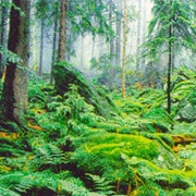 Bavarian Forest National Park, Germany