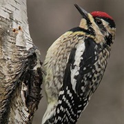 Yellow-Bellied Sapsucker
