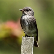 Dark-Sided Flycatcher