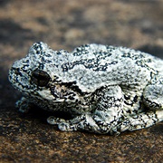 Gray Tree Frog