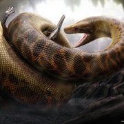 Titanoboa