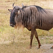 Wildbeest
