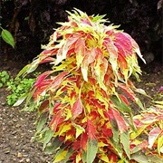 Edible Amaranth (Amaranthus Tricolor)