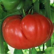 Crnkovic Yugoslavian