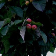 Chonosuki Crab (Malus Tschonoskii)