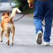 Take the Dog for a Walk