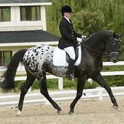 Appaloosa Sport Horse