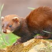 Polecat