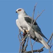 White-Tailed Kite