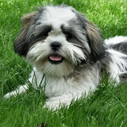 Shih Tzu