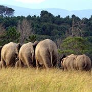 Knysna Elephant Park